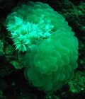 Corail bulles ; remarquez la zone des polypes non déployés